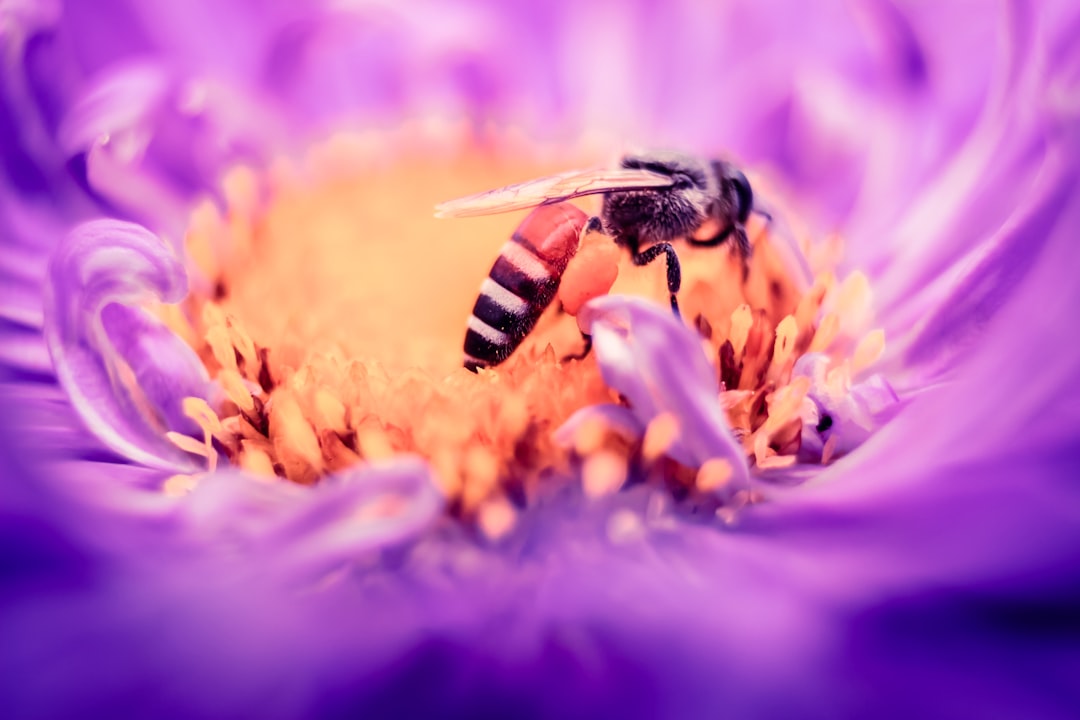 Pollen