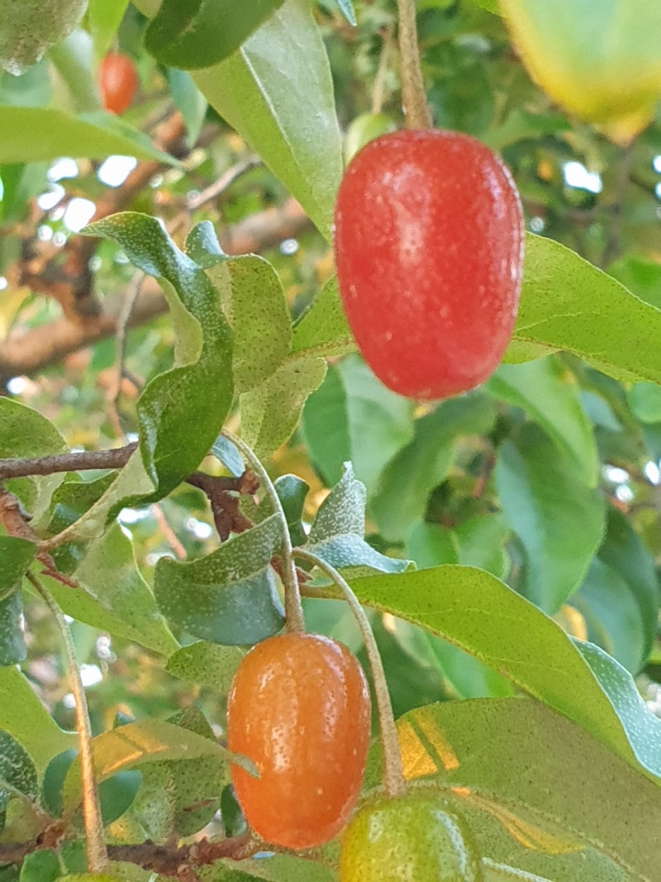 보리수나무 열매