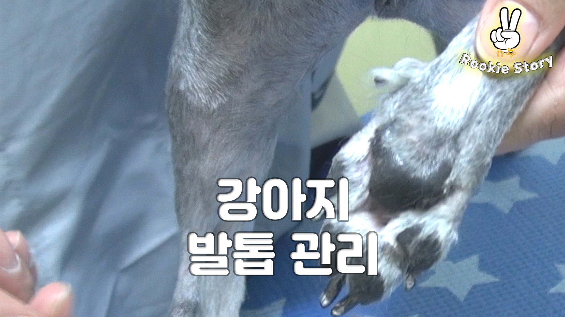  애견 셀프 미용 강아지 발톱 자르는 방법