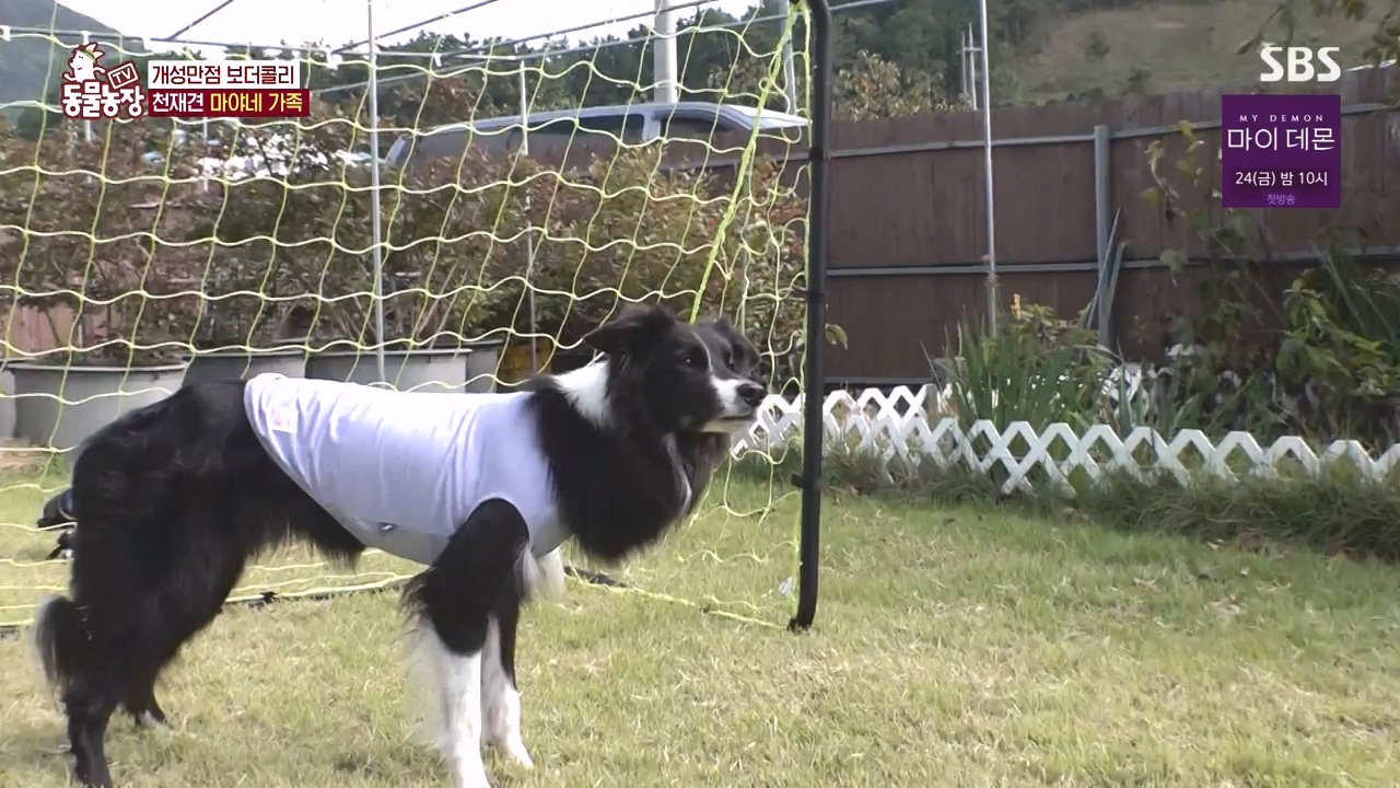 TV 동물농장.E1145.231113p-NEXT.mp4_20231112_173436.781.jpg