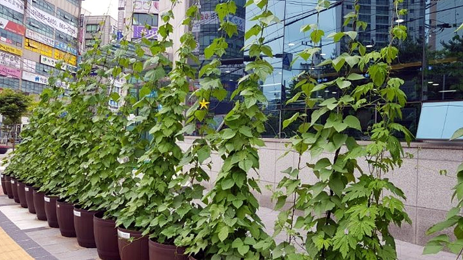 kbs1tv 다큐온 KBS1TV // 회천3동 생태그늘막 10