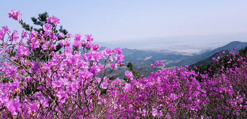 마산 천주산 진달래