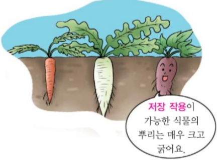 뿌리채소