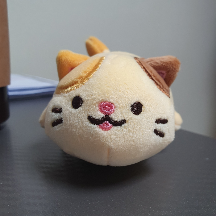 치즈 고양이 앞모습