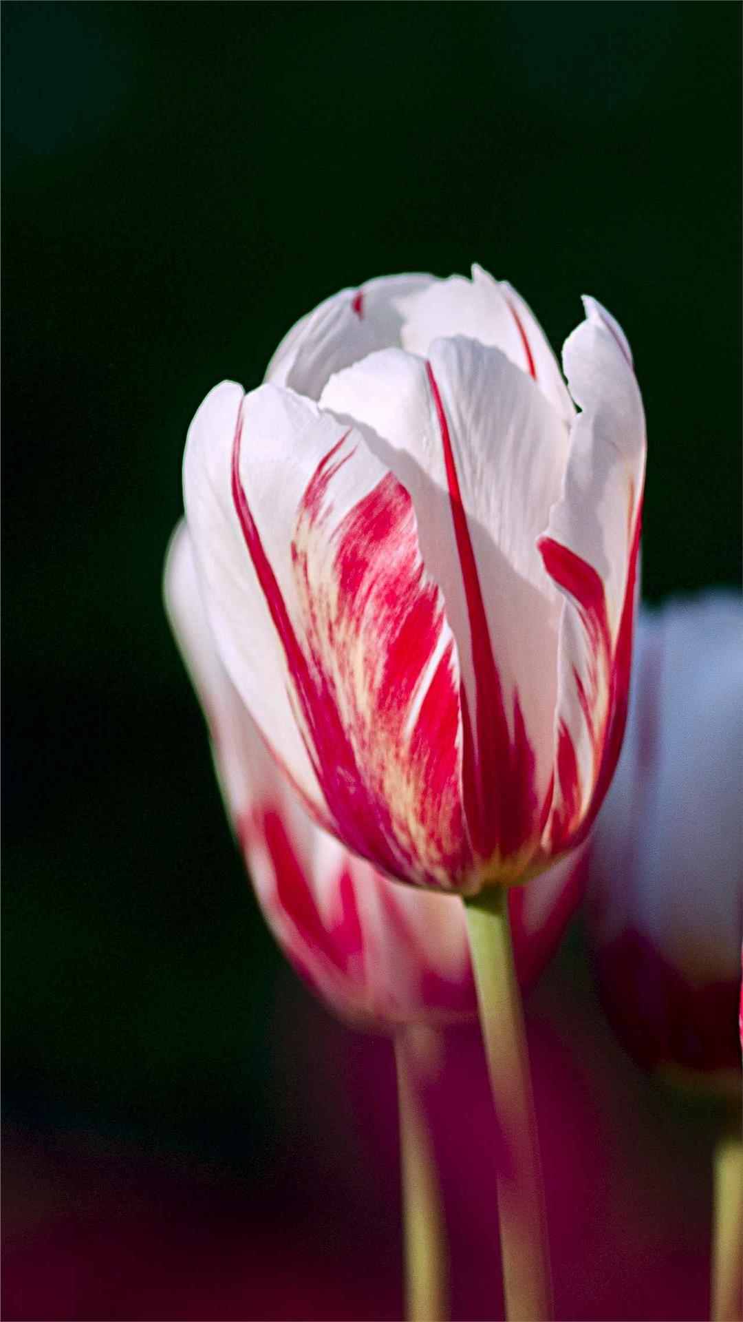 Tulip Flower iPhone Wallpaper