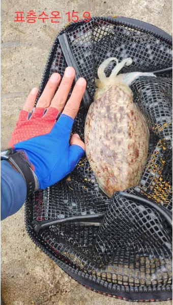 갑오징어 손질법 제철 맛있게 먹는 방법_21