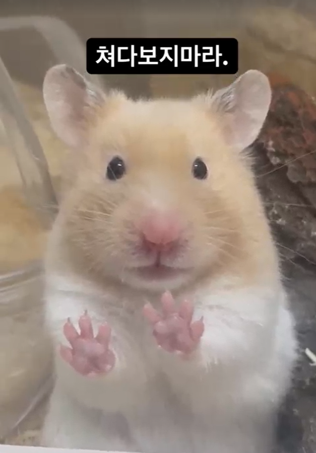 장영호의 애완쥐 니키