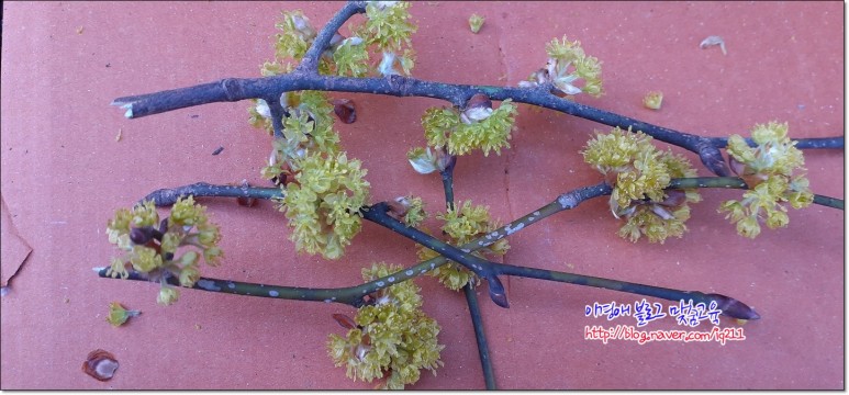 꽃차 효능의 생강나무 3