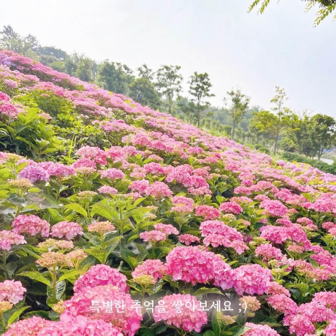 도초도 수국축제