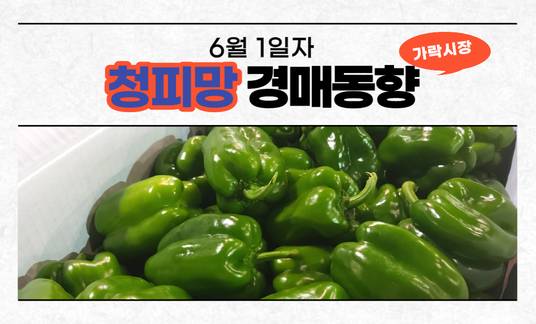 [경매사 일일보고] 6월 1일자 가락시장 청피망 경매동향을 살펴보겠습니다!