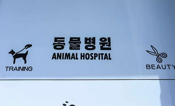 메디펫동물병원