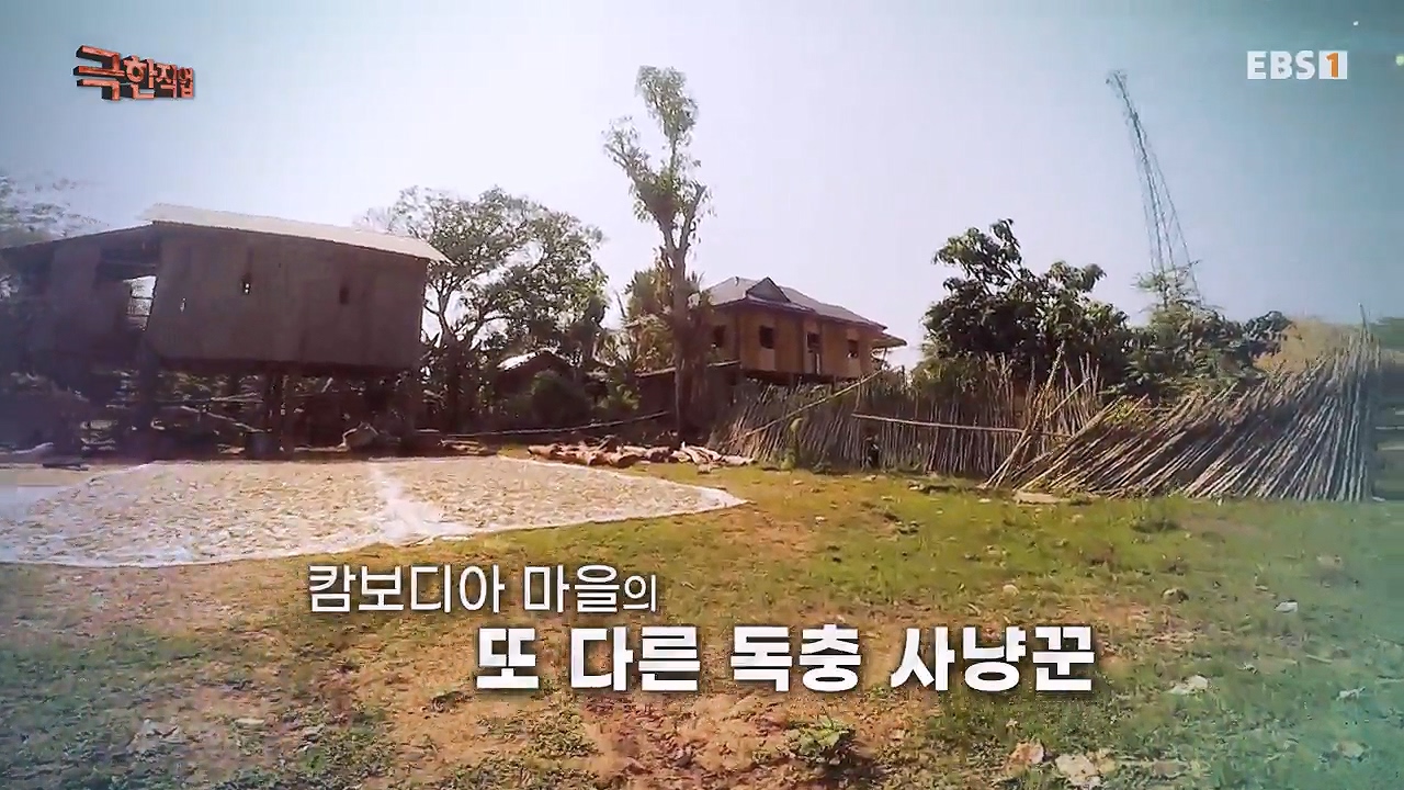 TV - 전 국민의 평생학교 EBS캄보디아 - 독충을 잡는 사람들.mp4_20230501_170630.300.jpg