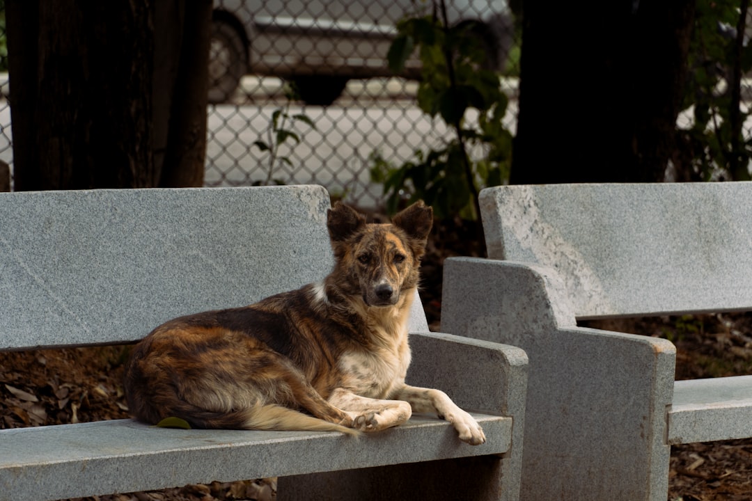 Pet-friendly