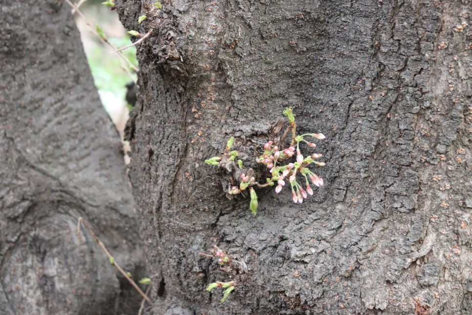 홍릉시험림(홍릉수목원) #페이지 토.일요일서울가볼만한곳 34