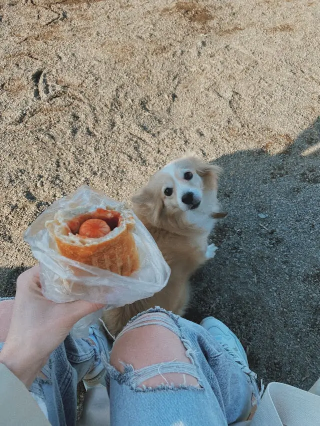 배에서 꾸르륵 소리 원인과 참는 방법(배고플때 배에서 소리나요)