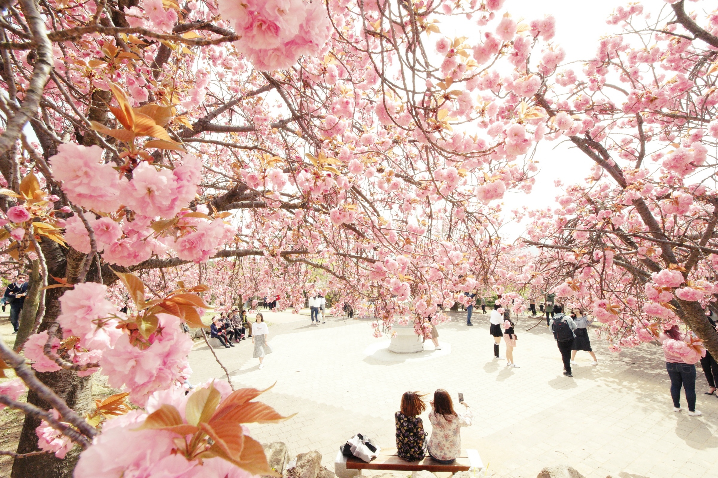 경주-불국사-벚꽃축제
