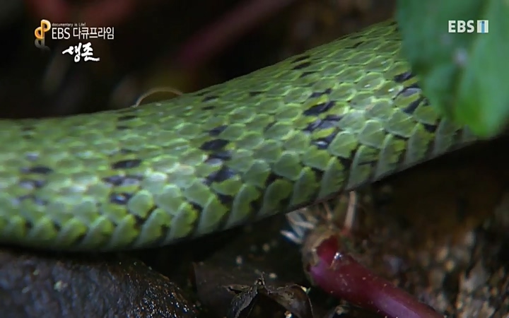 EBS 다큐프라임_ 220628.avi_20220629_205548.233.jpg