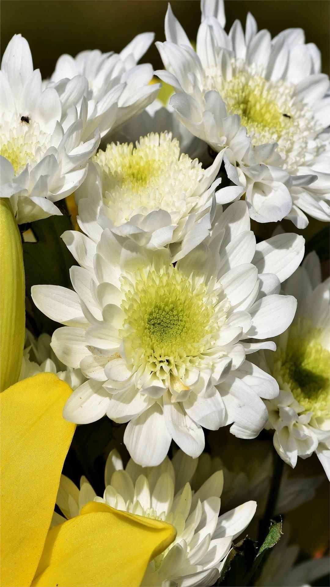 Chrysanthemum Flower iPhone Wallpaper