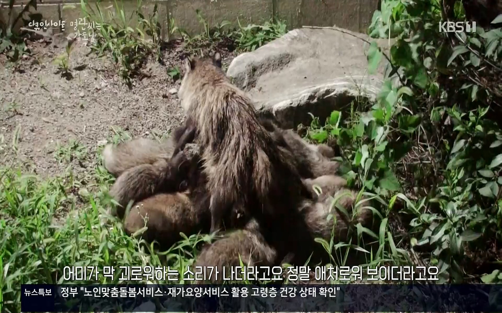 다큐 인사이트.E122.220825p.H264-F1RST.mp4_20220826_152318.086.jpg