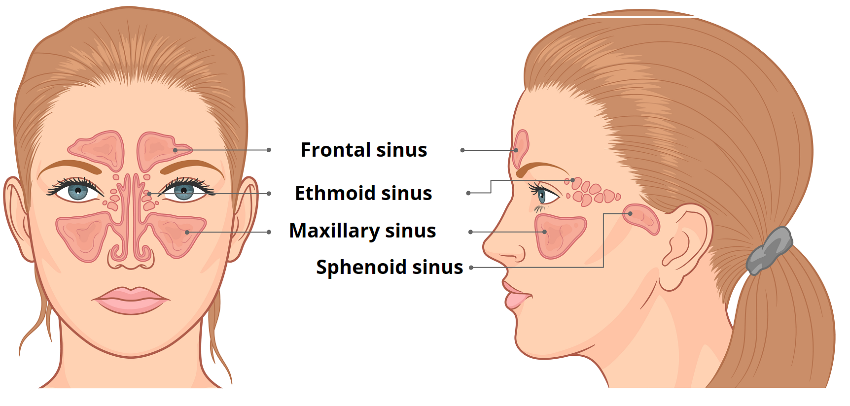 Face sinus
