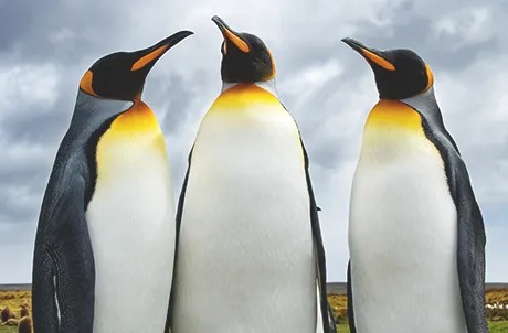 임금펭귄 (King Penguin)