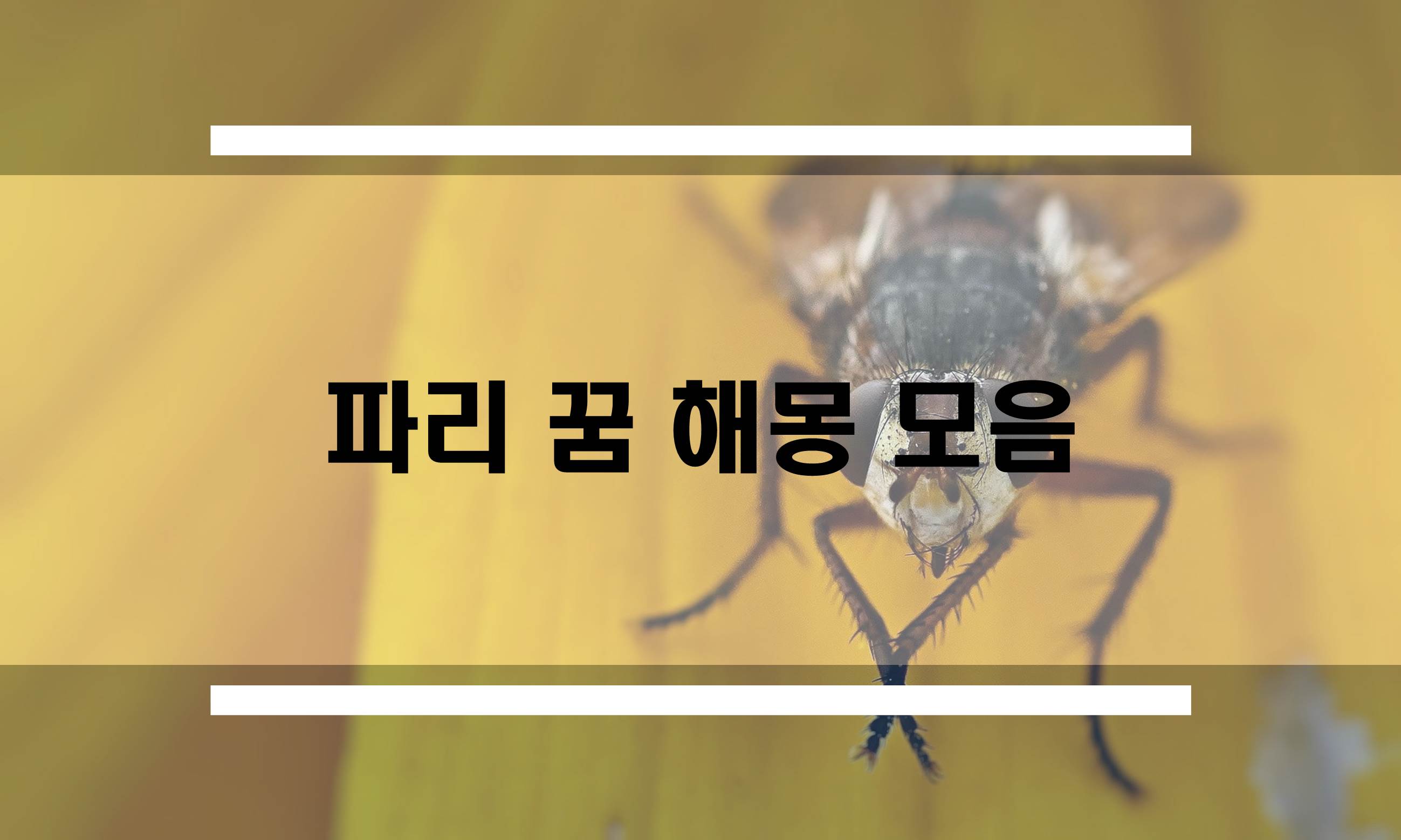  파리꿈 해몽 모음