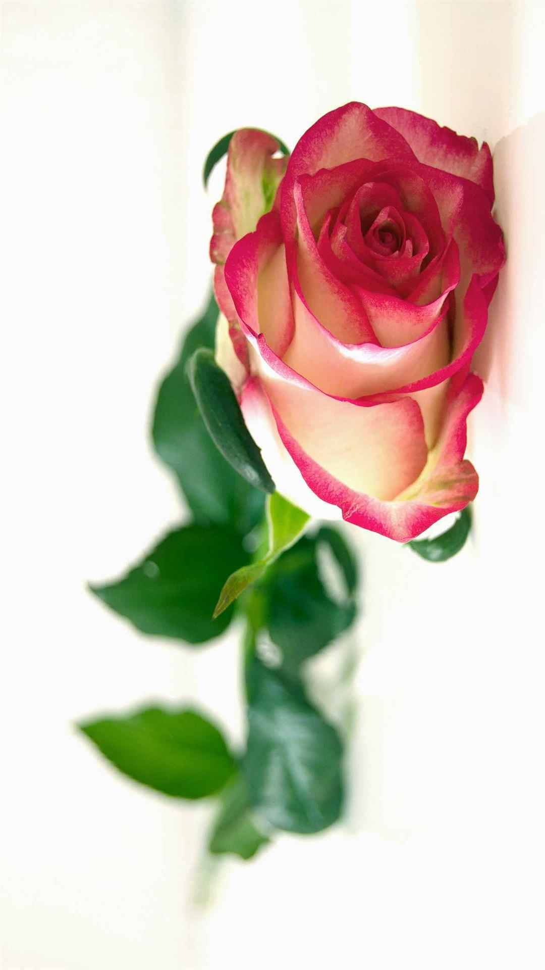 Rose Flower iPhone Wallpaper