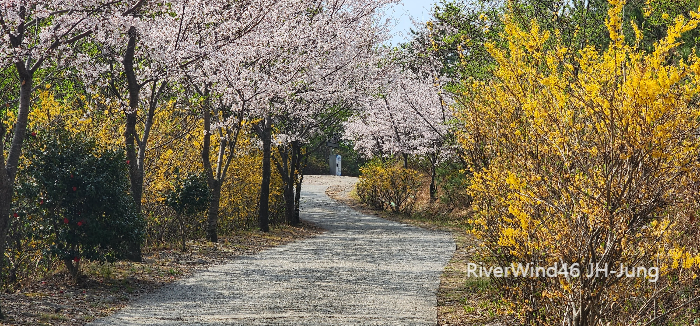 부산벚꽃명소