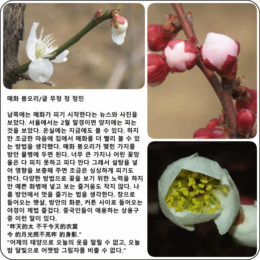 봉오리 이미지