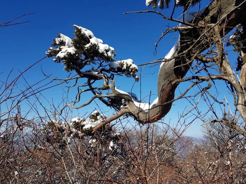 강원도 태백산 주목나무