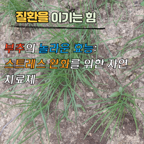 부추의 놀라운 효능: 스트레스 완화를 위한 자연 치료제