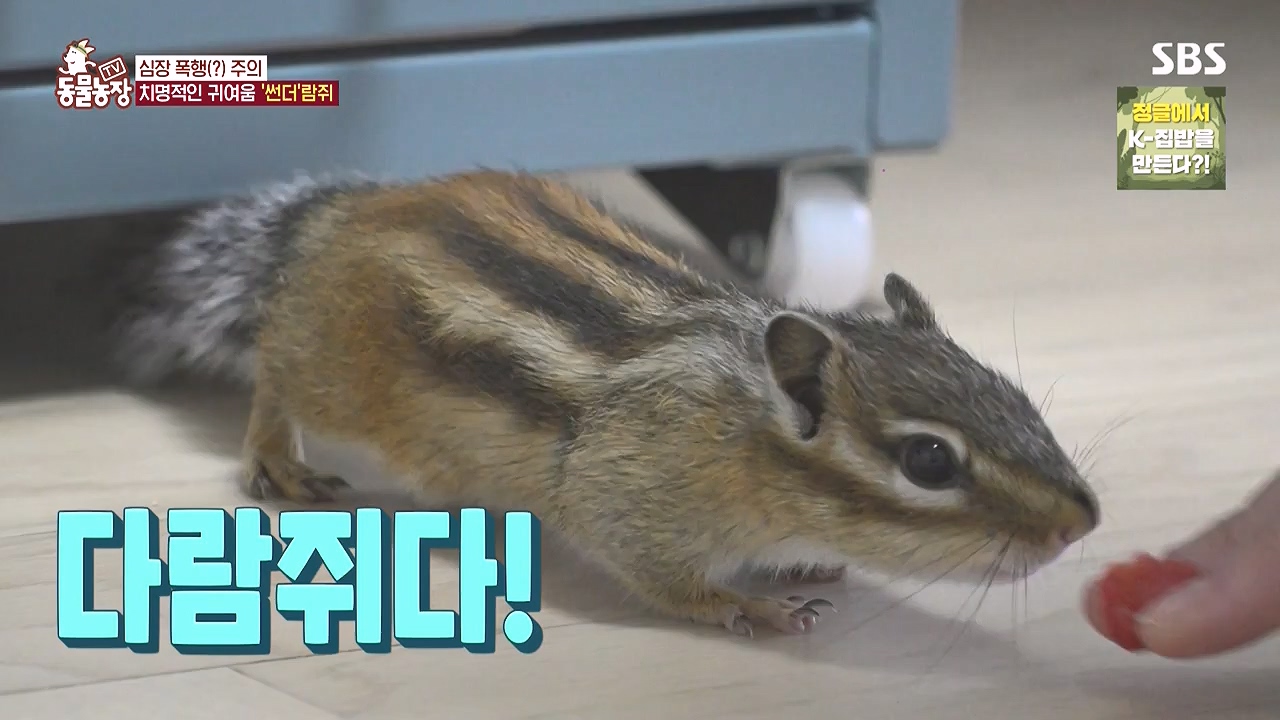 TV 동물농장.E1183.240805p-NEXT.mp4_20240804_154945.206.jpg