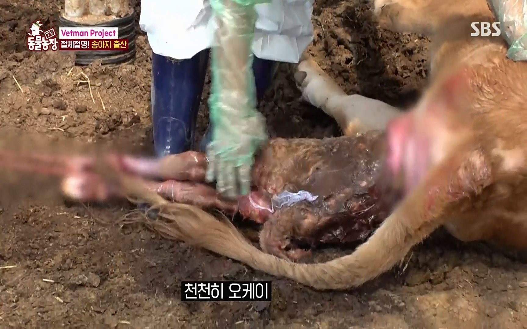 TV 동물농장.E1069.220515p.H264-F1RST.mp4_20220515_180037.241.jpg