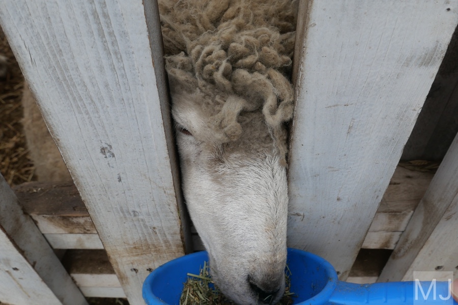 어린왕자 체험 in 감귤밭 카페 14