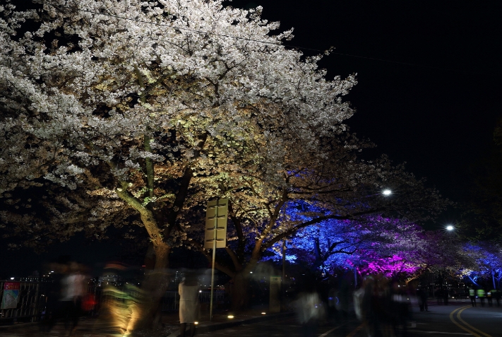 서울여의도벚꽃축제