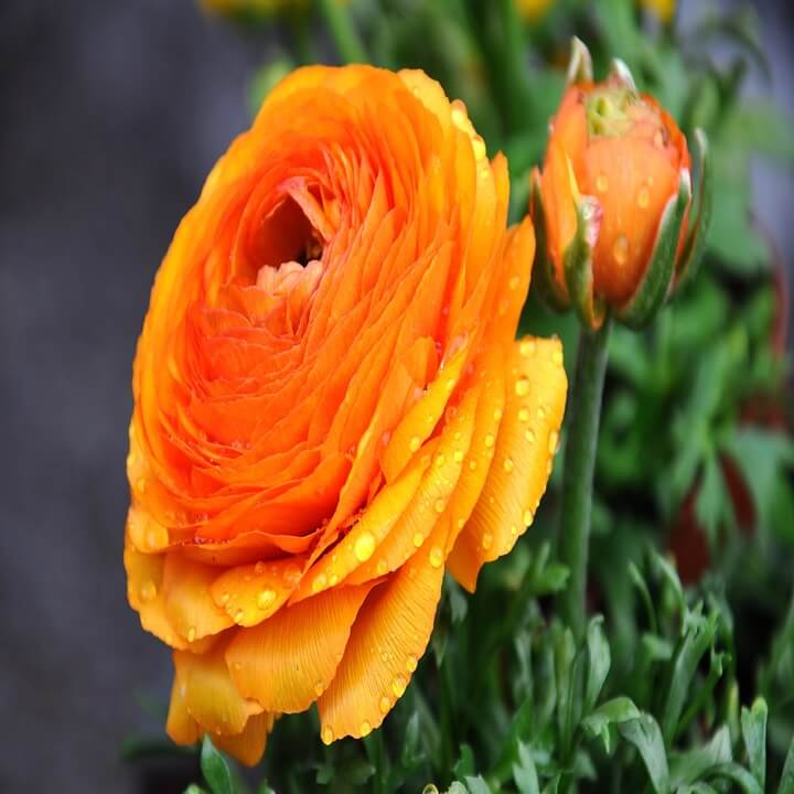 라넌큘러스 꽃말과 라넌큘러스 키우기(Ranunculus) 라넌큘러스 꽃말과 라넌큘러스 키우기(Ranunculus)