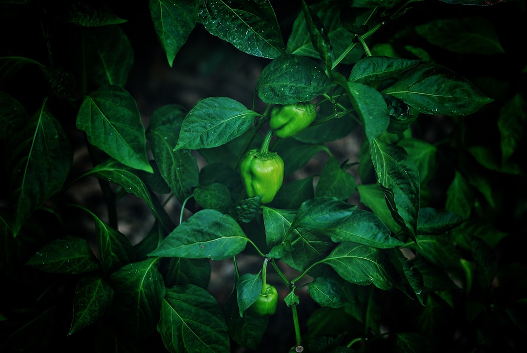 Capsicum