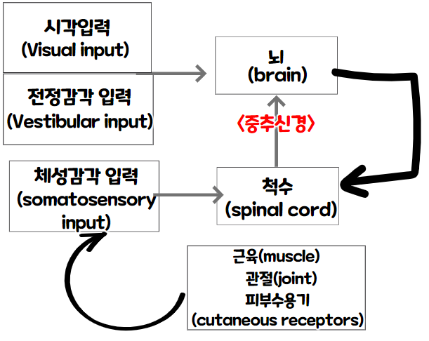  감각운동시스템이 운동의 퀄리티를 결정!?