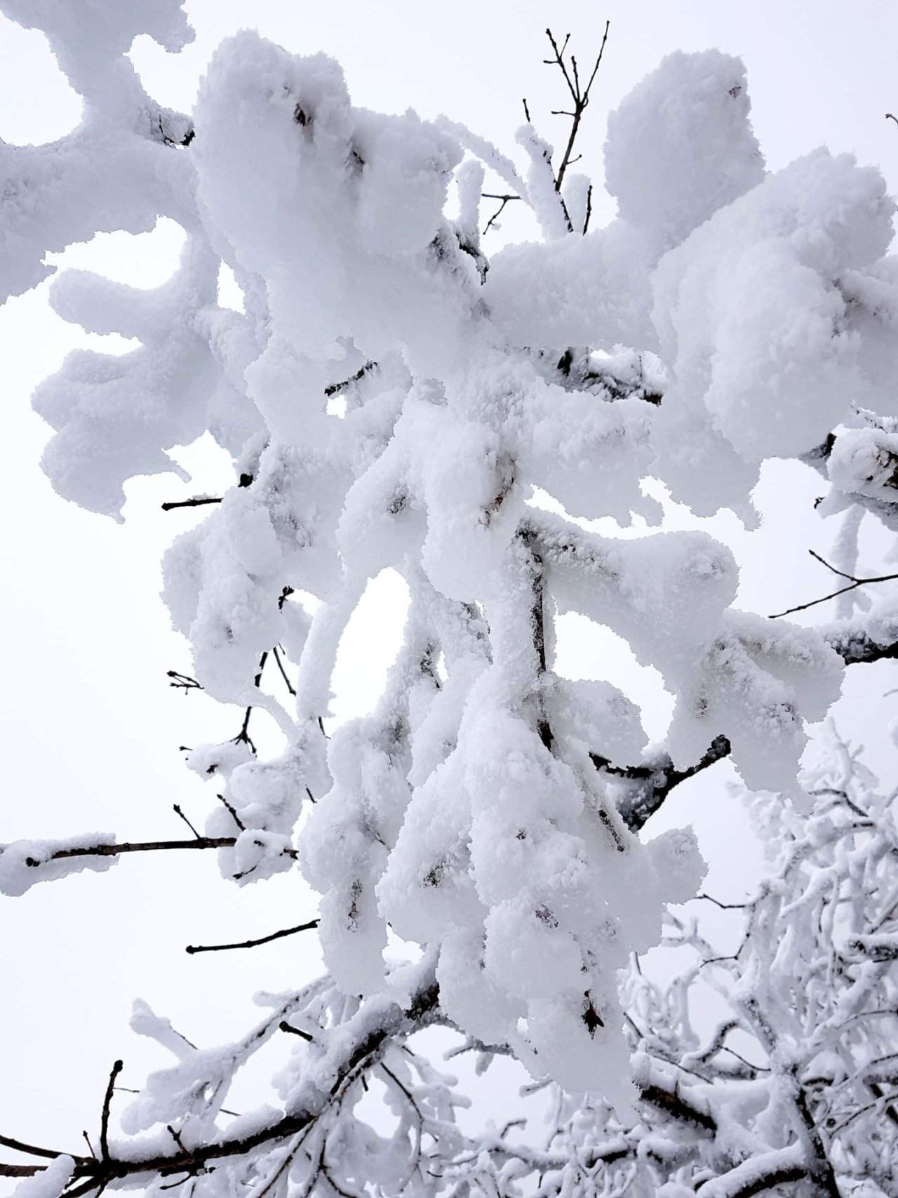 울산 가지산 설경