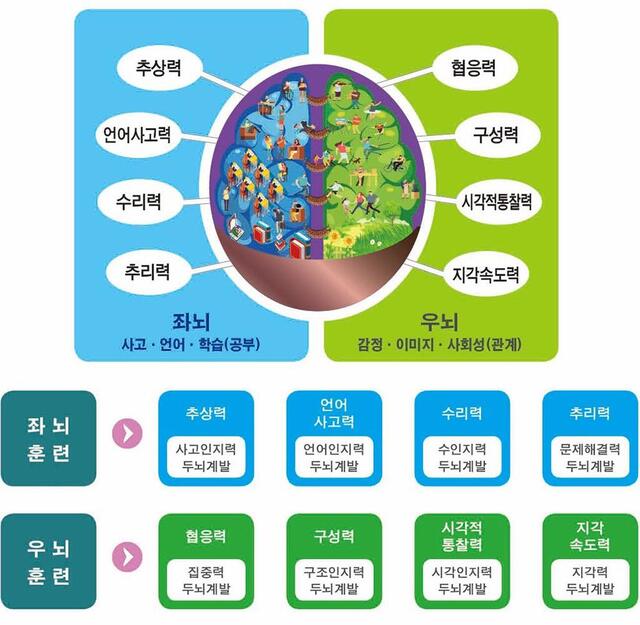 좌.우뇌의 특징