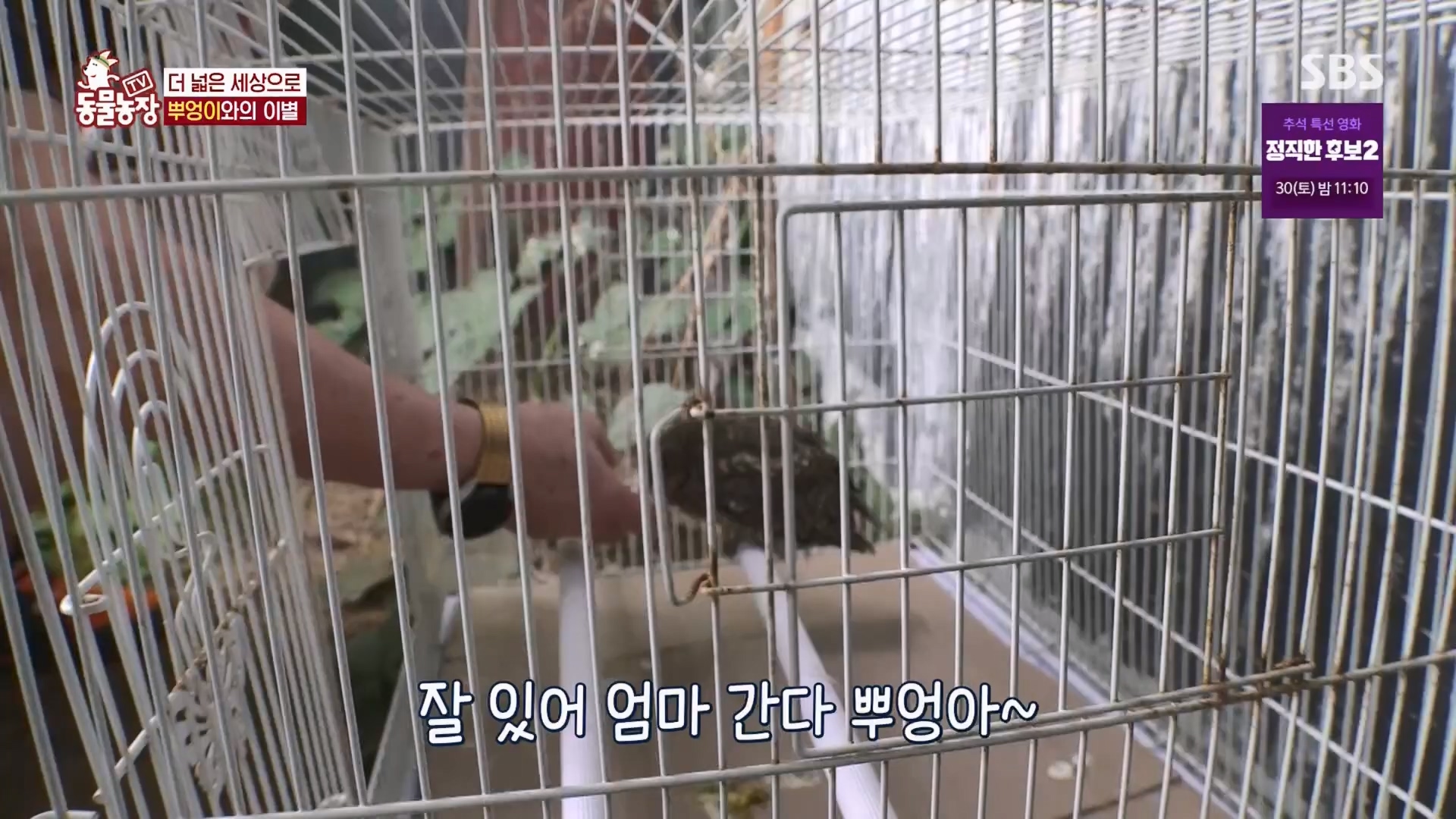 TV 동물농장.E1139.230924p.H264-F1RST.mp4_20230924_172341.745.jpg