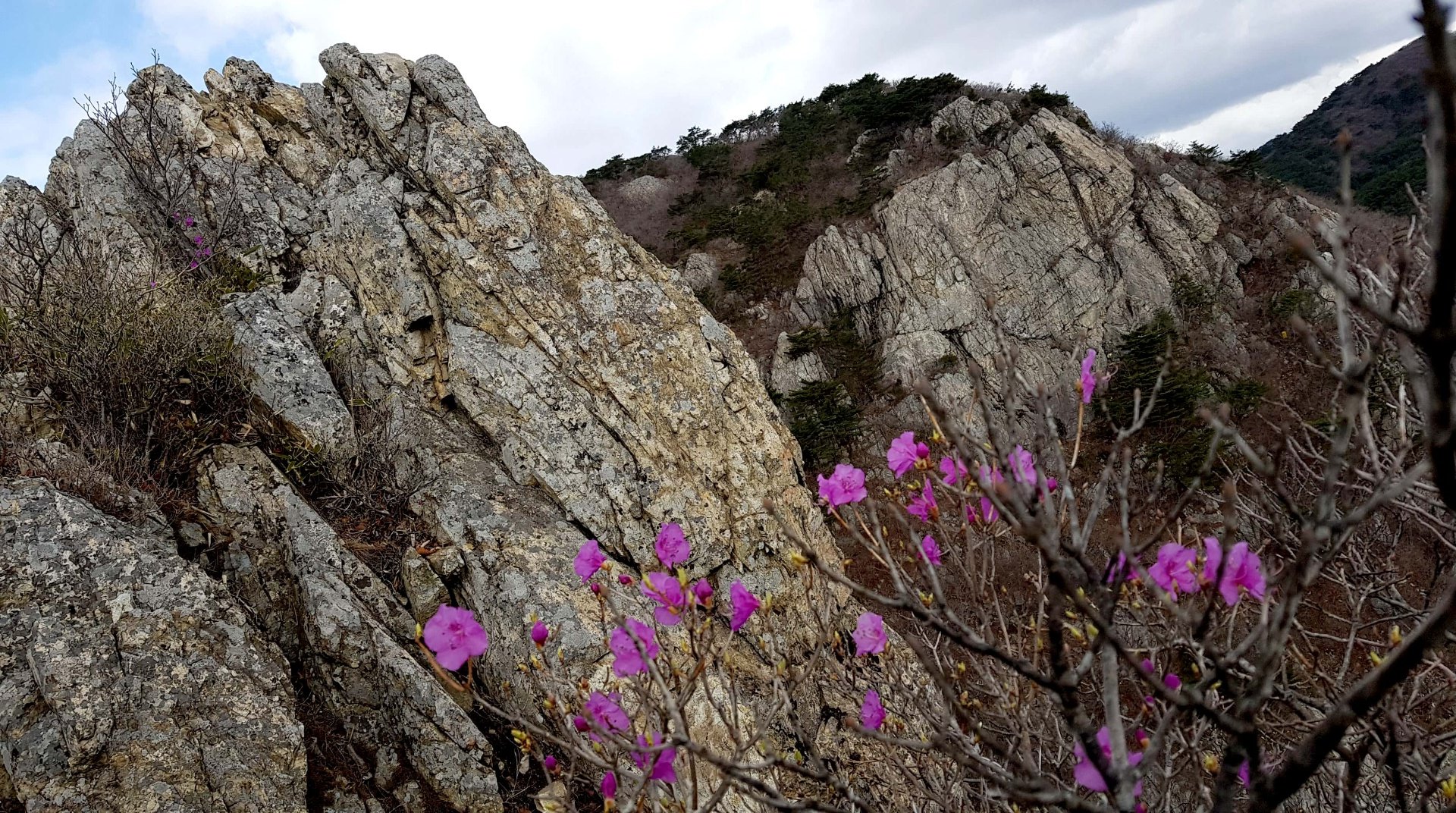 양산 천성산2봉 바위에 핀 진달래