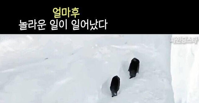  처음으로 원칙을 어기고만 BBC 다큐 제작진