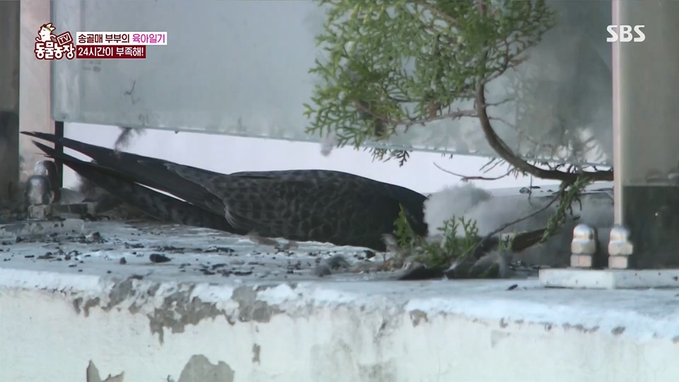 TV 동물농장.E1125.230618p.H264-F1RST.mp4_20230618_192117.681.jpg