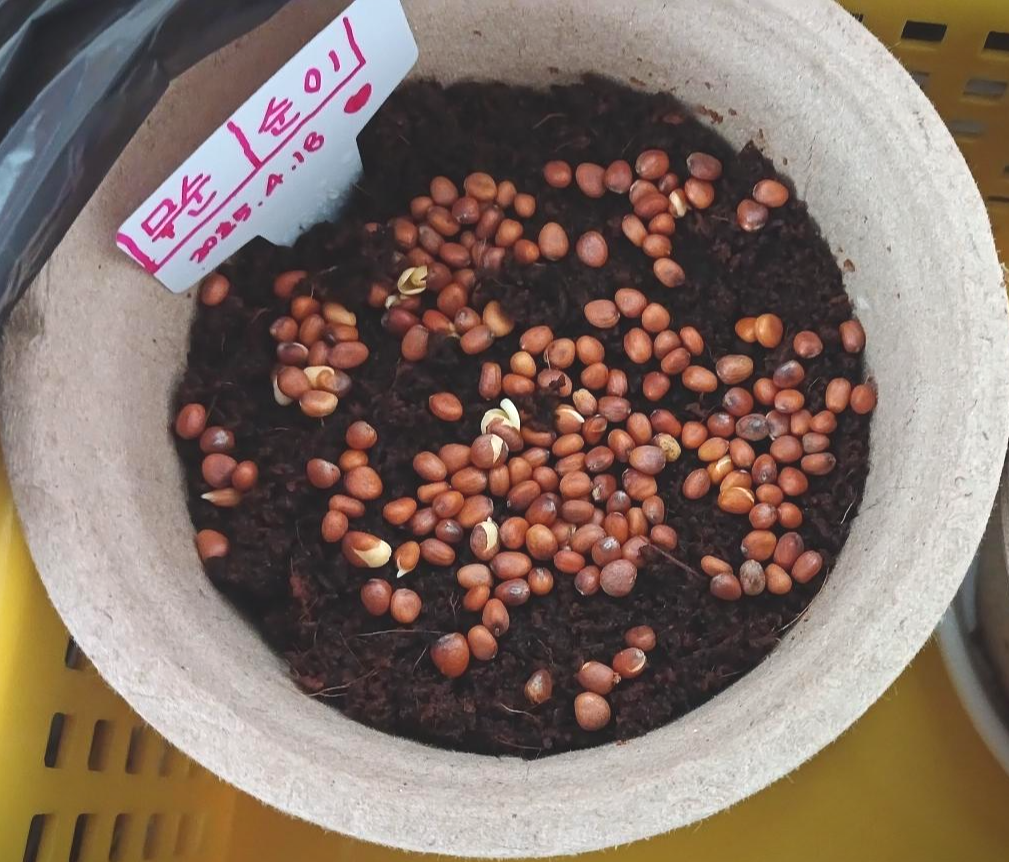 무순