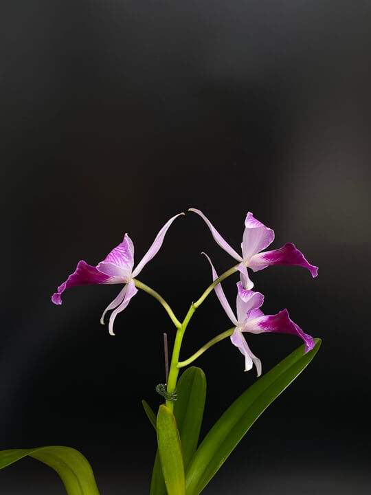 Cattleya purpurata striata