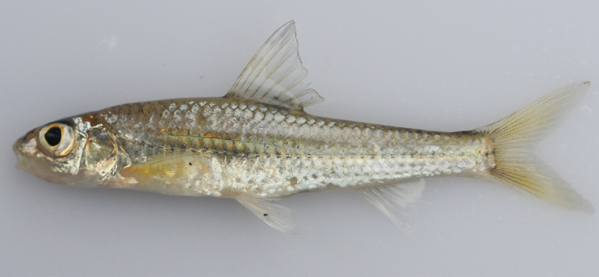 27. 몰개 Squalidus japonicus coreanus