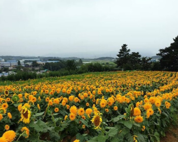 강주 해바라기 축제_7