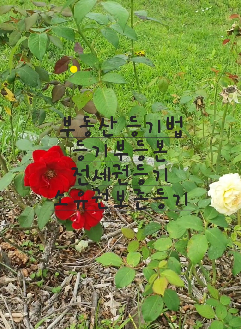  부동산 등기법에 관한용어 알아보기등기부 등본  전세권 등기소유권 보존등기 시효취득
