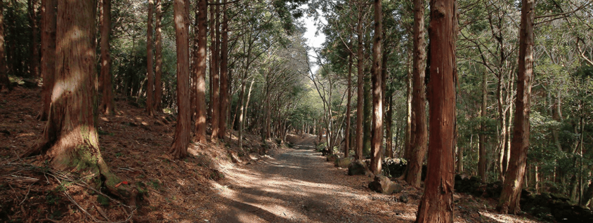 삼나무 숲길